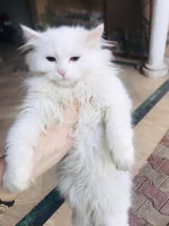 Vaccinated | Pair | Triple Coated Persian Kittens