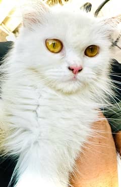 cat Persian