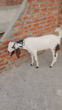 8 month bakra for sell