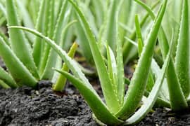 Aloe vera plants and gel