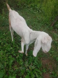 rajanpuri goat for sale 2 dant hai