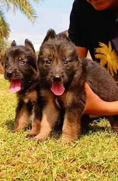 German Shepherd long coat pair 2 month for sale