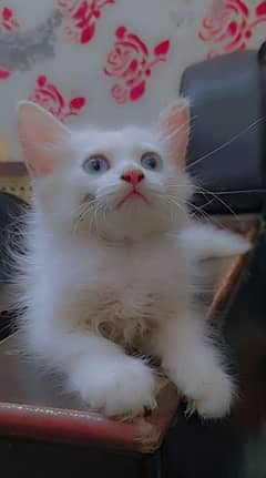 beautiful cat pershion cat