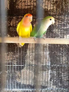 parrots & cage