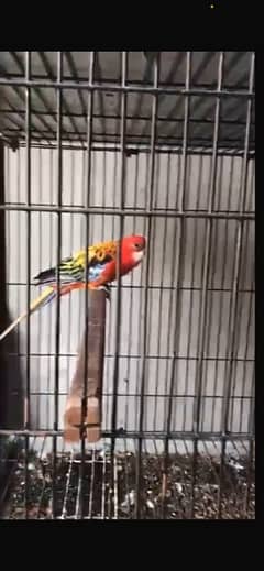 Whatsapp nmb 03269700001 Rosella parrot