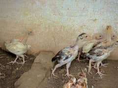 High quality  Aseel chicks for sale