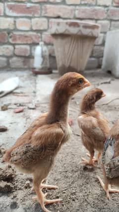 Shamo cross chicks
