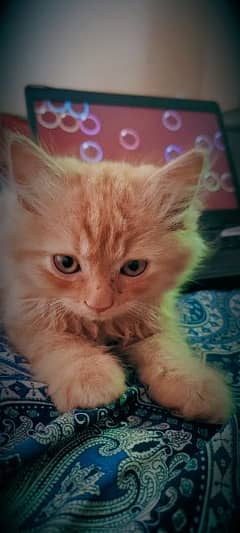 Cute Persian male cat