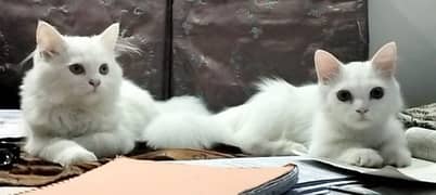 Persian Male and Female Kittens