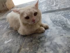 Emergency For sale Persian Cat