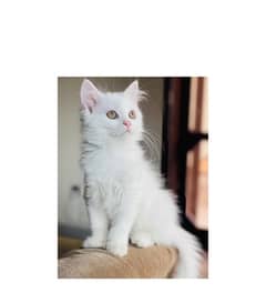 Persian Triple coated Female Kitten Home breed cat