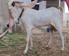 gulabi single pasa breeder READ DETAILS 0