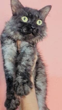persian male cat for sale  ( ‪+92 370 4678376‬ )