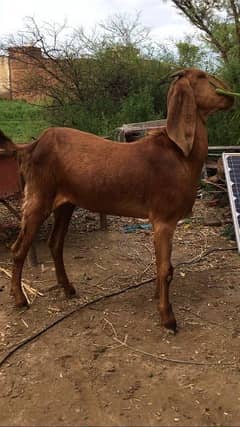goat for sale pure dasi