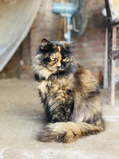 Persian feemale pregnant cat
