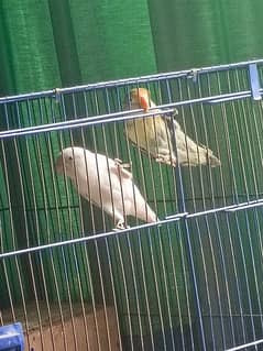 mauve parblue (male) albino (female) with big cage