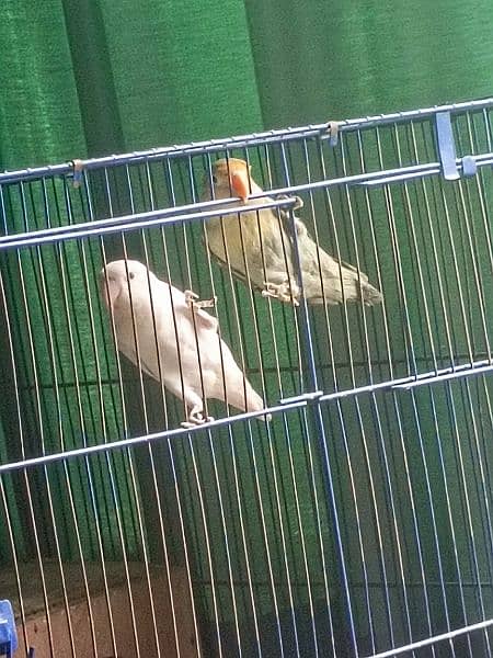 mauve parblue (male) albino (female) 2