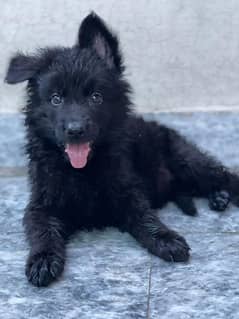 longcoat black greman shepherd male puppy available