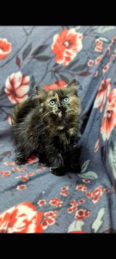 persian Kittens