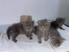 grey & fawn kittens