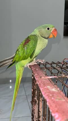 Green Raw Parrot Pair With Red Shoulder Child