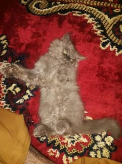 Persian Kitten