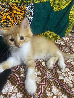 Persian Cats, 2 months old, triple coat, Whatsapp 03154305578