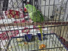 Raw kashmiri female parrot