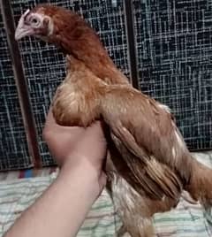 Urgent Sale Pure Aseel mianwali Madiaan With 2/2 chicks