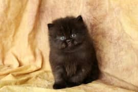 punch Face Persian kitten Available