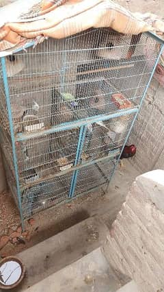 cage olus birds