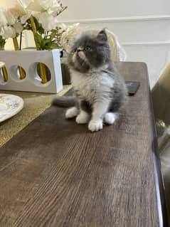 Pair kittens male and female , grey and white color punch persian