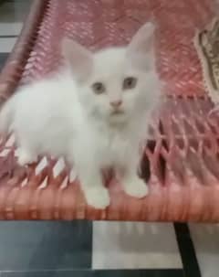 Persian beautiful cat