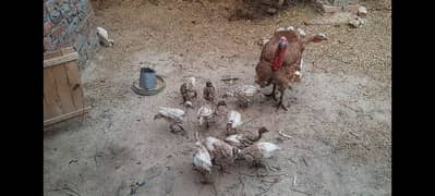 Turkey chicks