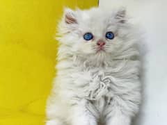 Blue Eyes Persian female kittens
