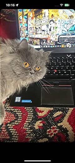 Grey Persian Cat female