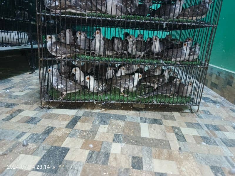 Diamond PIED DOVE chicks 2