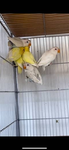 Lovebird Male Female for Sale | With DNA Certificate