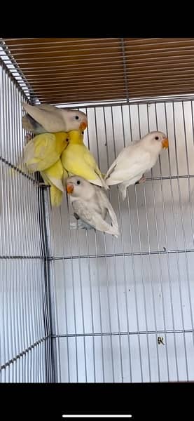 Lovebird Male Female for Sale | With DNA Certificate 0