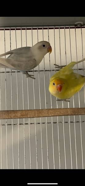 Lovebird Male Female for Sale | With DNA Certificate 1