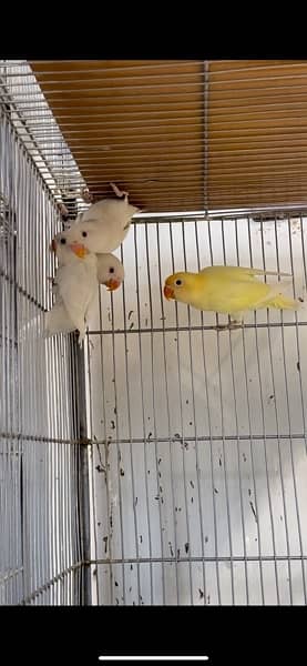 Lovebird Male Female for Sale | With DNA Certificate 2