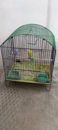 Urgent sale budgie pair parrot with cage