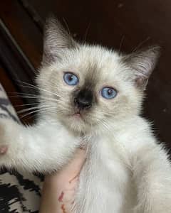 Siamese kittens For Sale