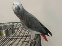 Grey Parrot  tame