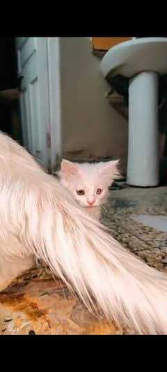 Persian Kitten (2.5 months)