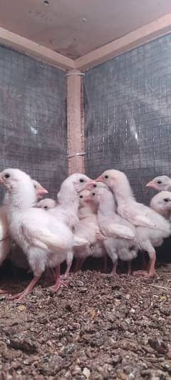 Pure heera aseel white Chicks for sale