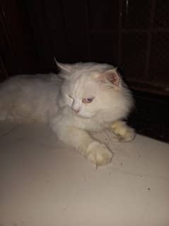 Persian male cat available for breed