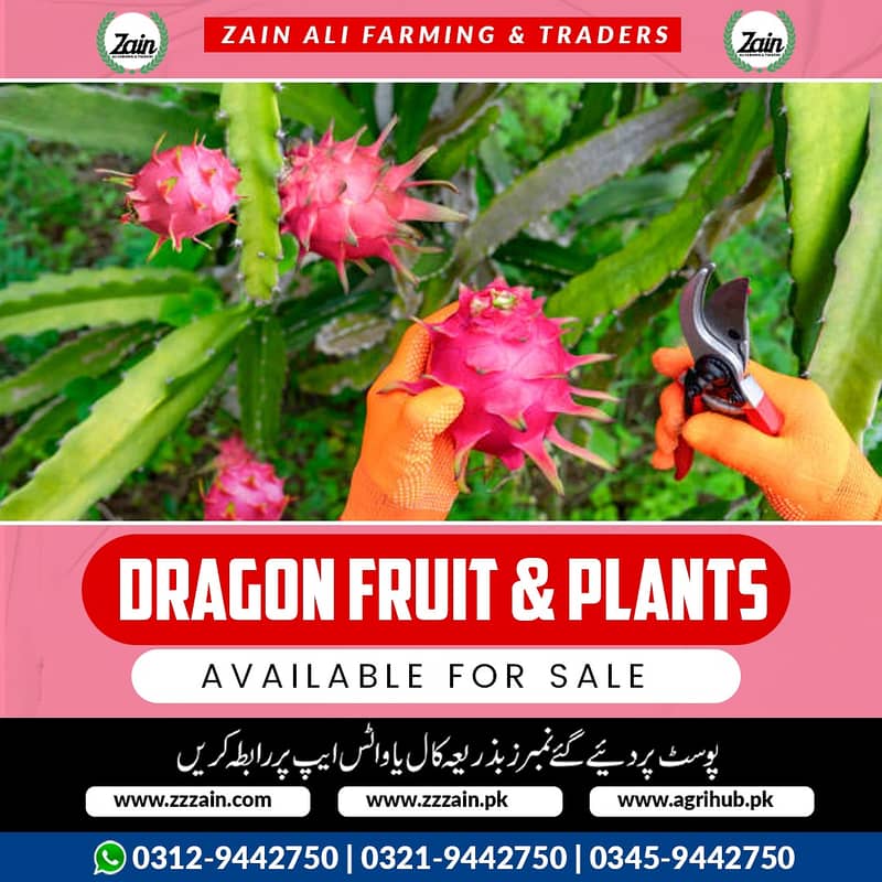 Original pictures attached  Dragon fruits plants & Seeds Available  L 0