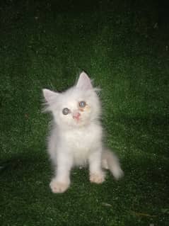 Persian female kitten read bio