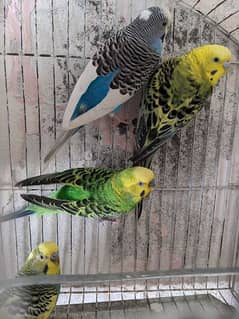 Australian parrots with cage 2 pairs